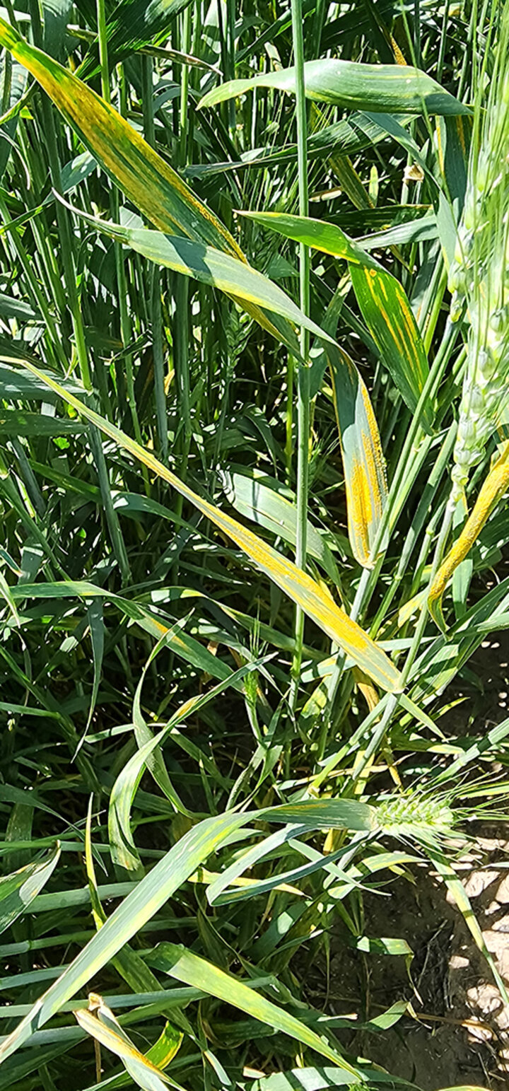 Wheat leaves covered in yellow stripe rust