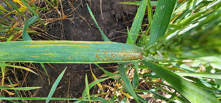 Wheat leaf covered in brown spots