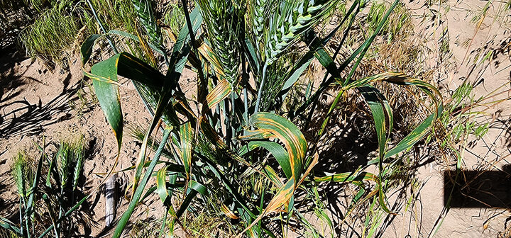 Wheat plant with dark yellow discoloration