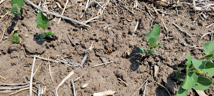 Soybean seedlings in field