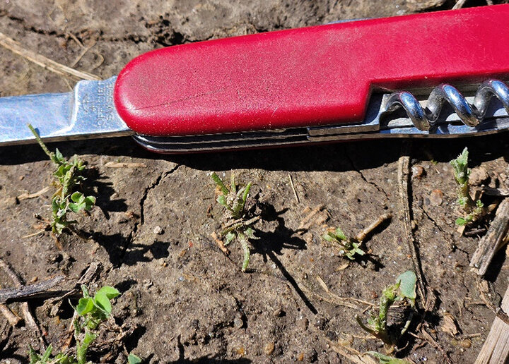 Unhealthy seedling plants