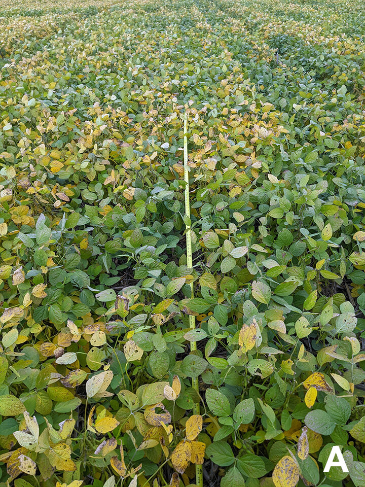 Soybean field with yellow leaves