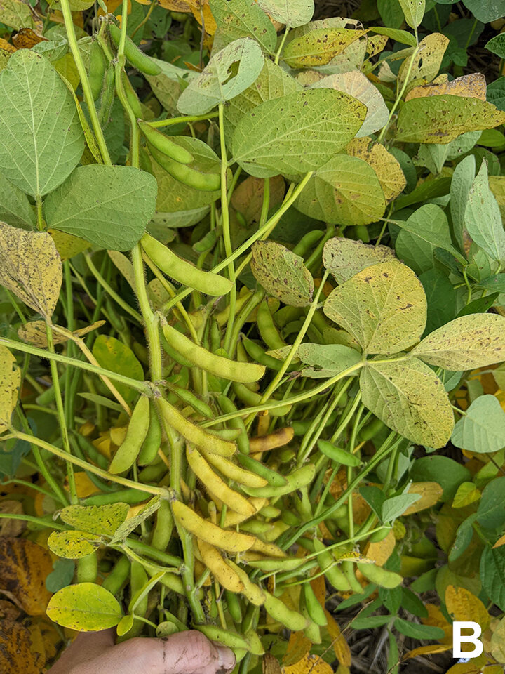 Yellowed soybean pods