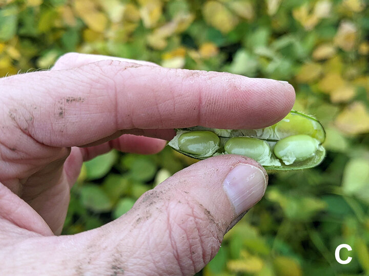 Soybean pod split open to show seeds