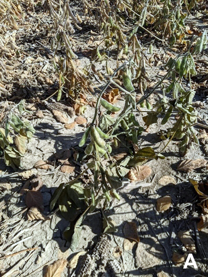 Damaged soybean field