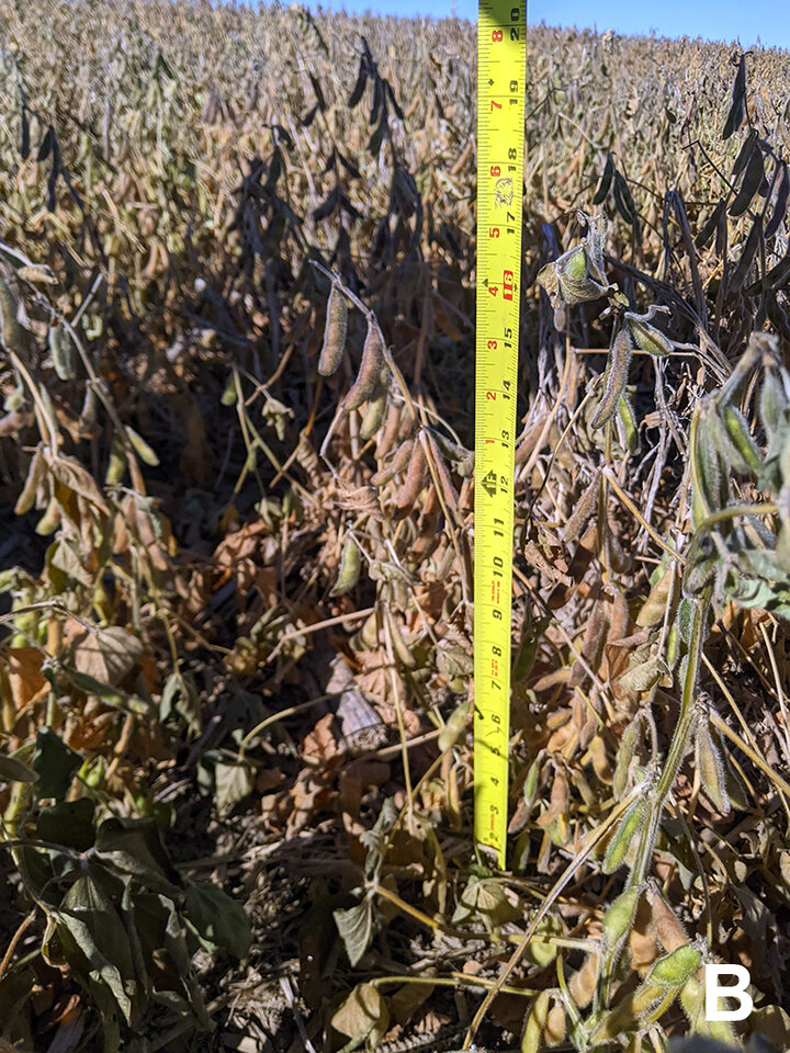 Brown soybean field