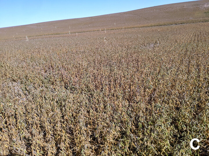 Brown soybean field