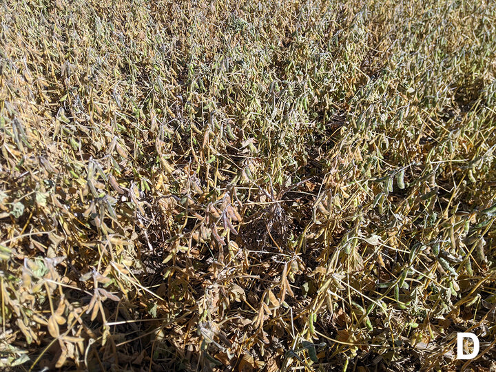 Brown soybean field