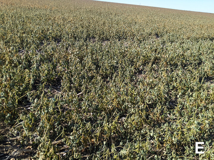 Green and brown soybean field