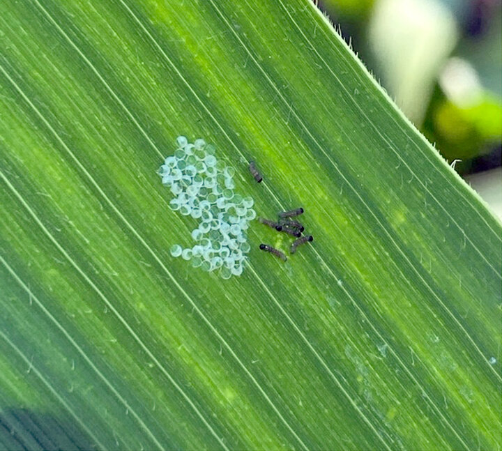 Egg mass and larvae on leaf