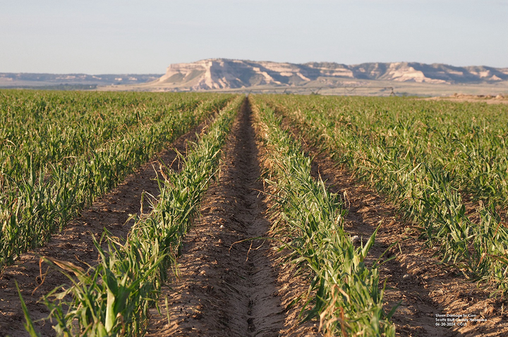 Damaged dry bean field
