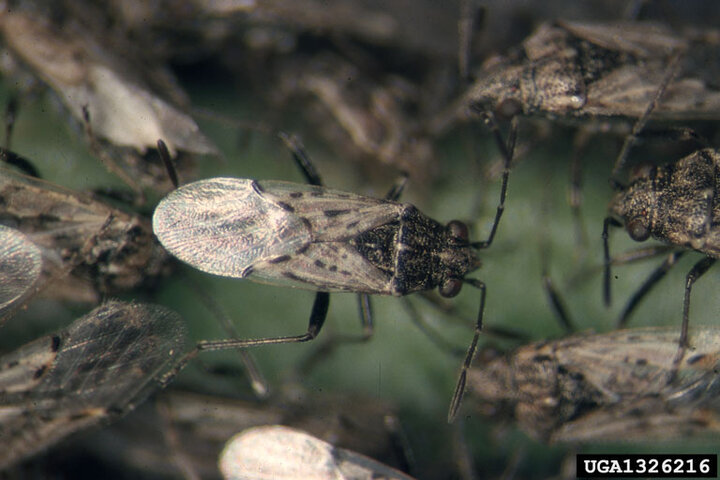 Closeup of false chinch bug