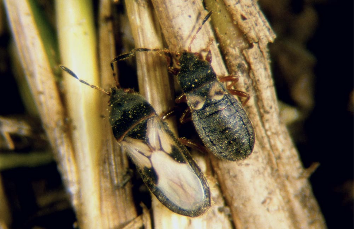 Two chinch bugs on a plant stem