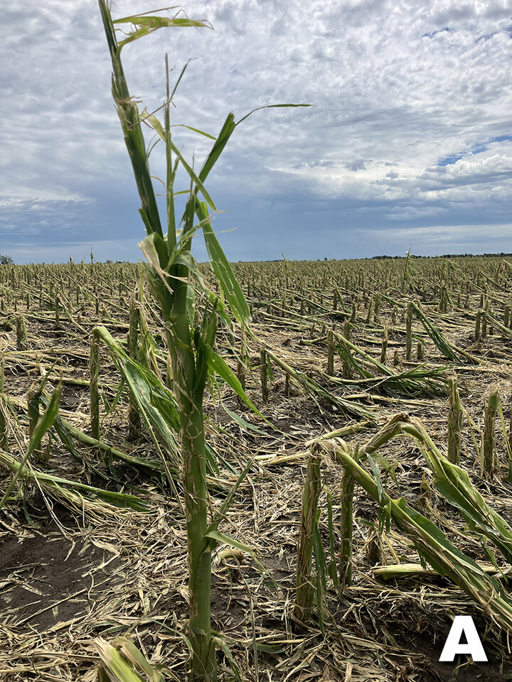 Corn stumps from hail damage
