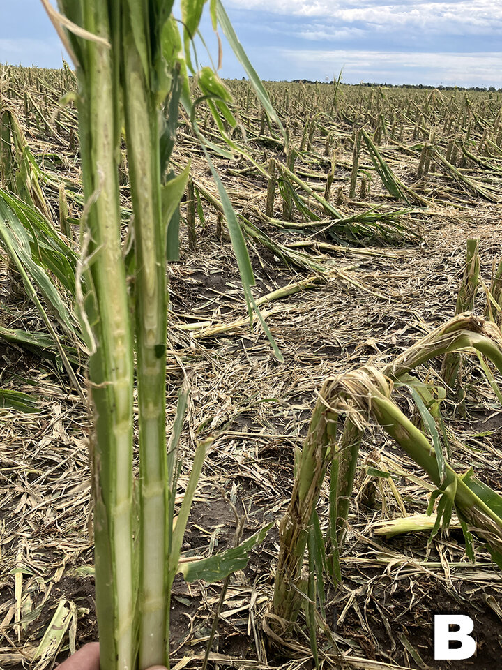 Corn stumps from hail damage with closeup of stump