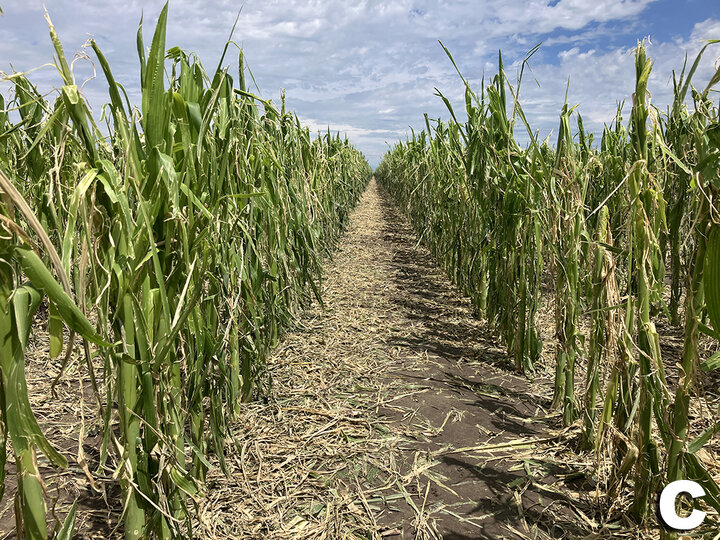 Stripped corn field