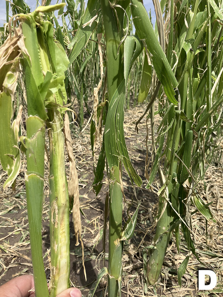 Stripped corn stalks closeup