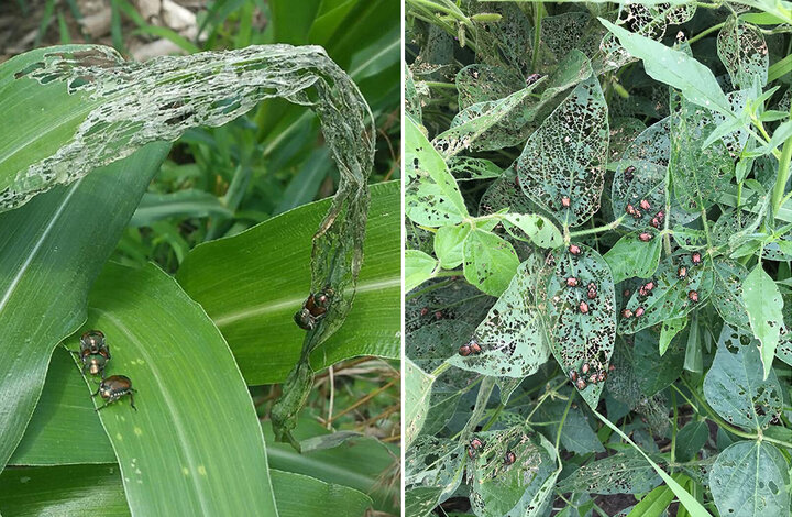 Japanese beetles eating corn and soybean leaves