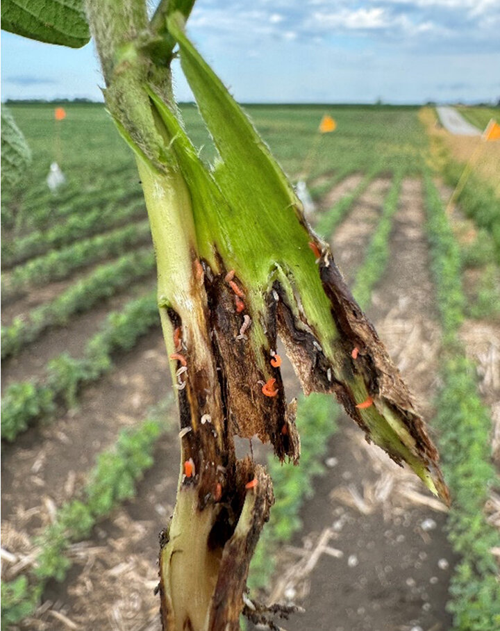 Larvae crawl on bottom of plant stem