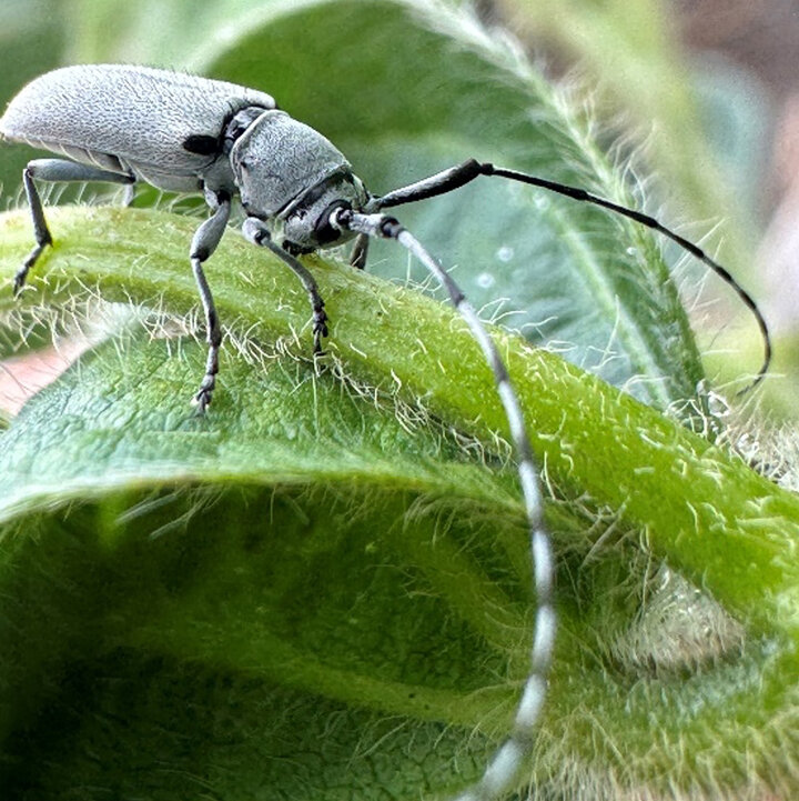 Insect holds onto plant stem