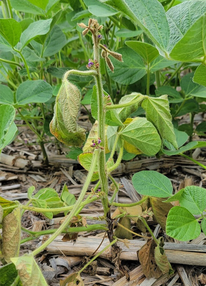 Insect holds onto plant stem