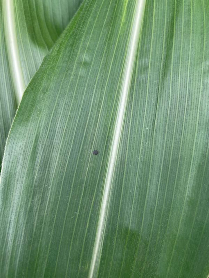 Black spot on corn leaf