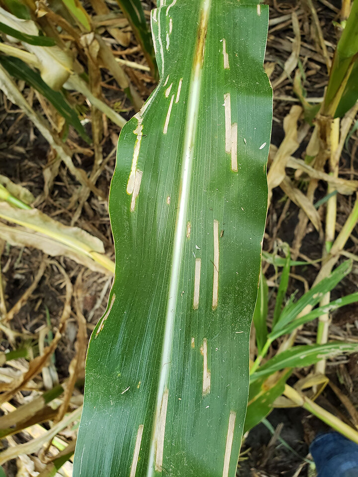 Corn leaf with cream-colored streaks