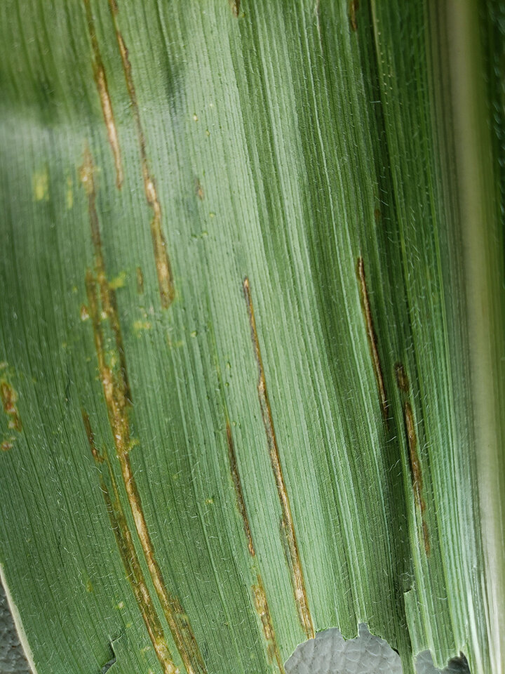 Corn leaf with brown streaks