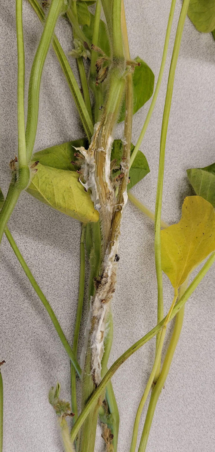 Soybean stem displaying fungal infection