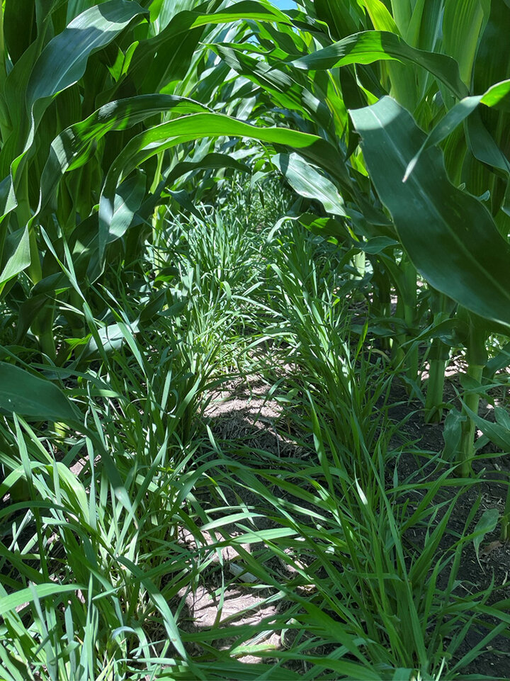 Corn field with cover crop in between rows