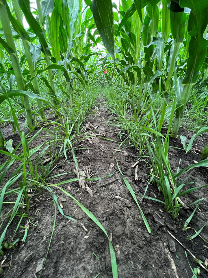 Corn field with cover crop in between rows