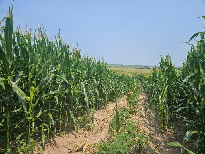 Corn field