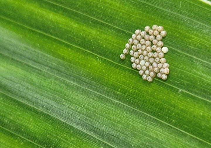 Cluster of eggs on plant leaf