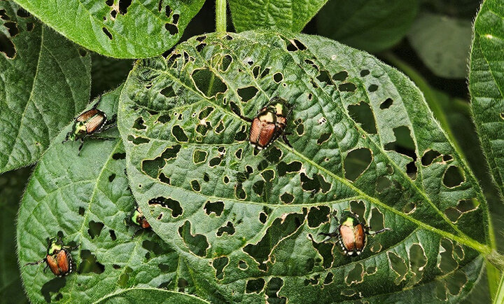 Beetles on heavily eaten soybean leaves