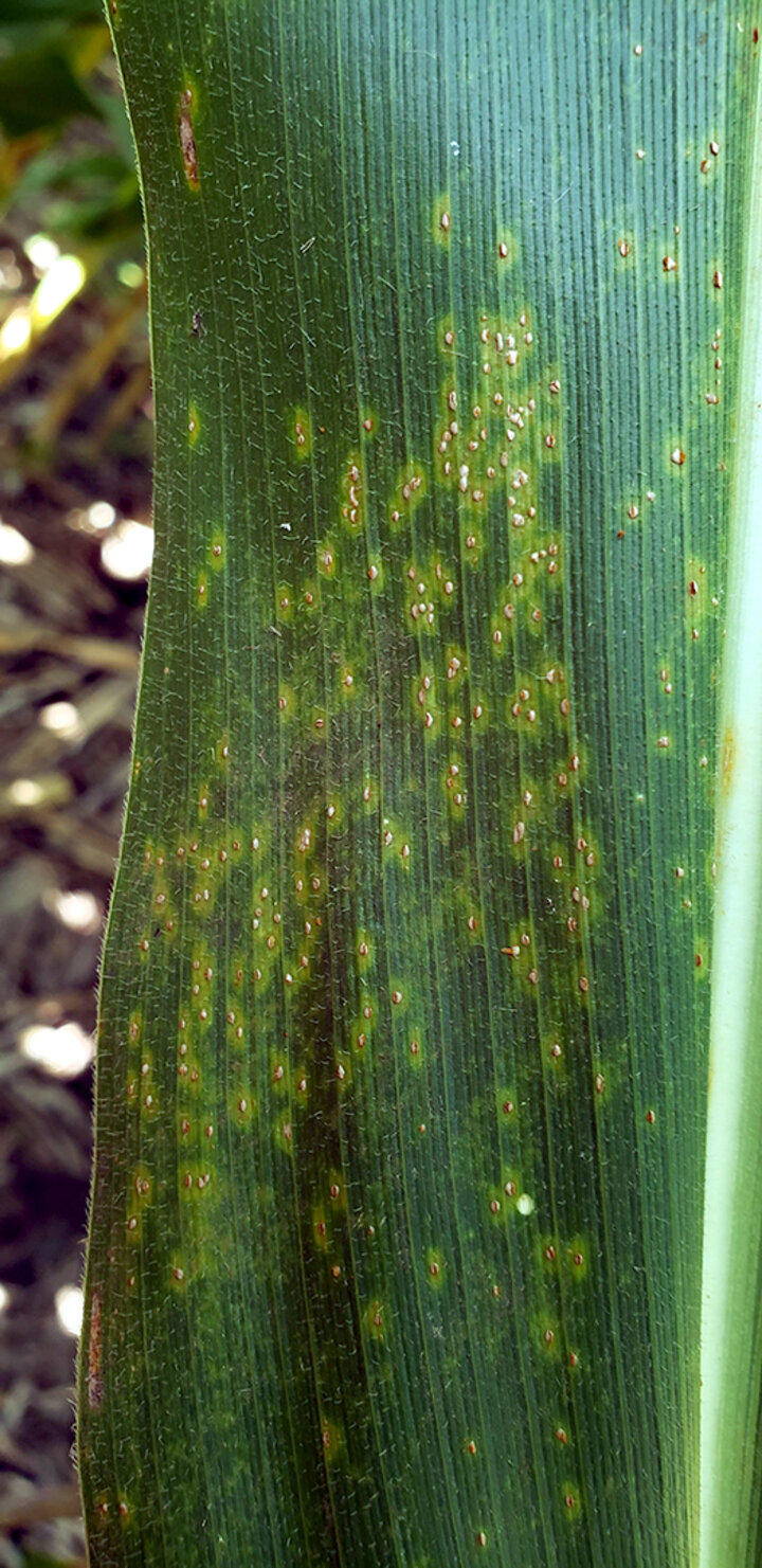 Corn leaf with yellow-orange spots