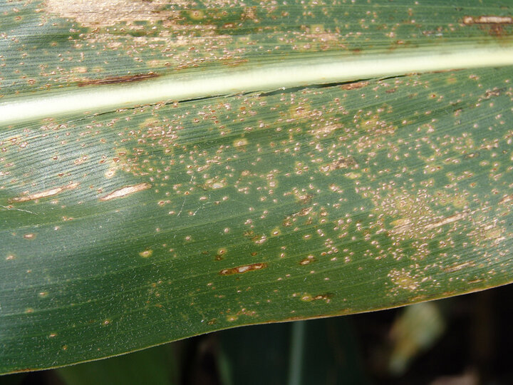 Corn leaf with yellow-orange spots