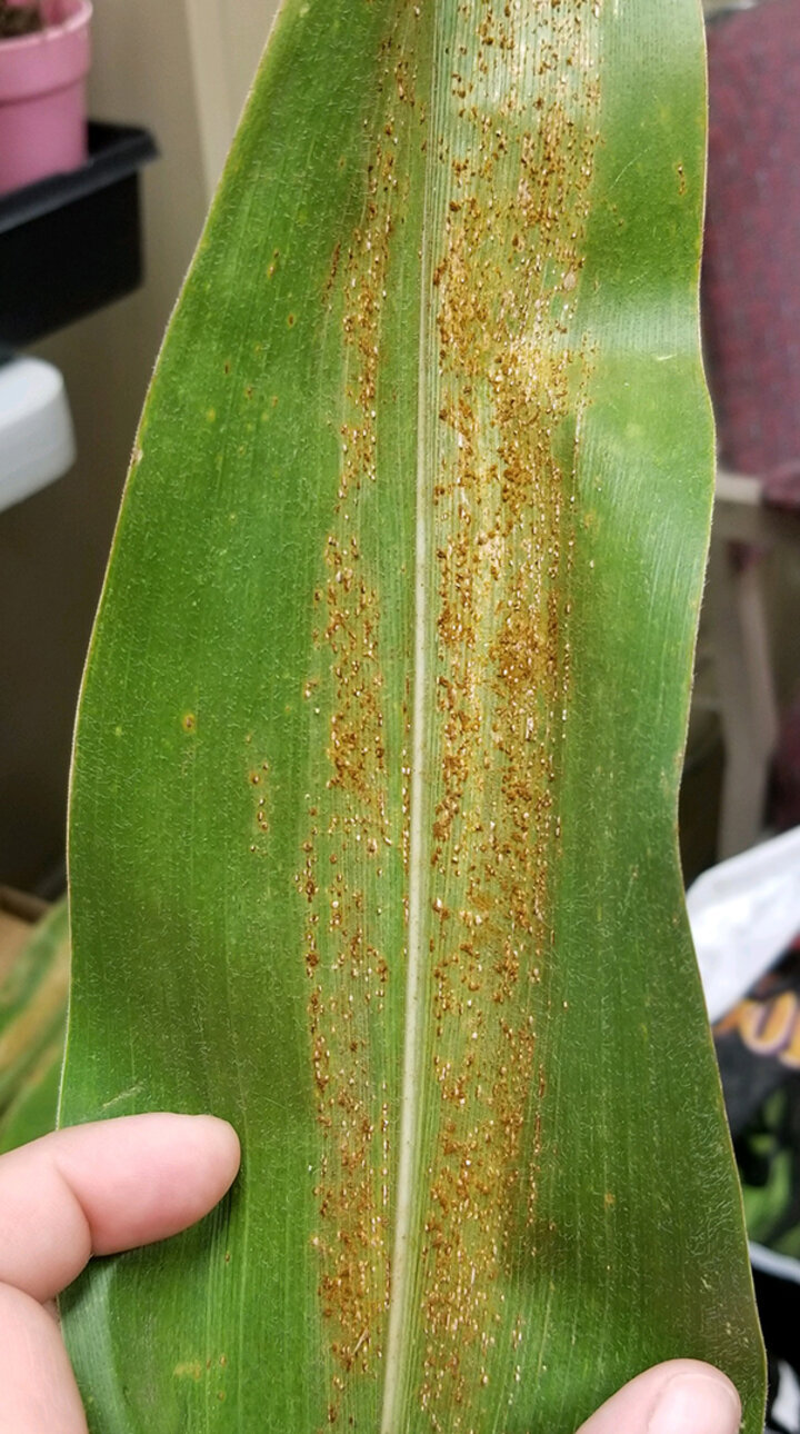 Corn leaf with reddish-brown spots