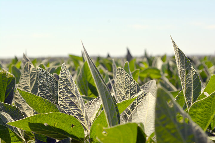 Soybean field closeup