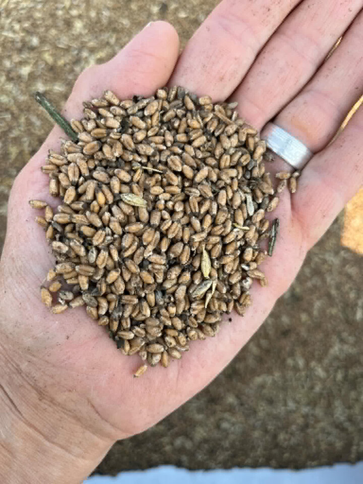 Dark wheat seeds in hand