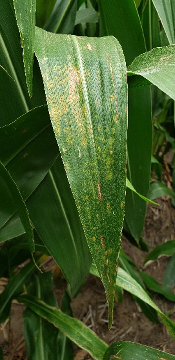 Corn leaf with yellow streaks