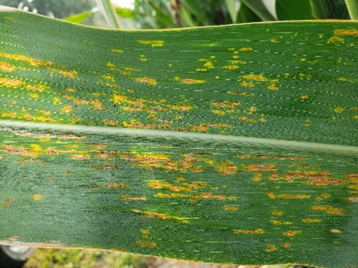 Corn leaf with yellow streaks