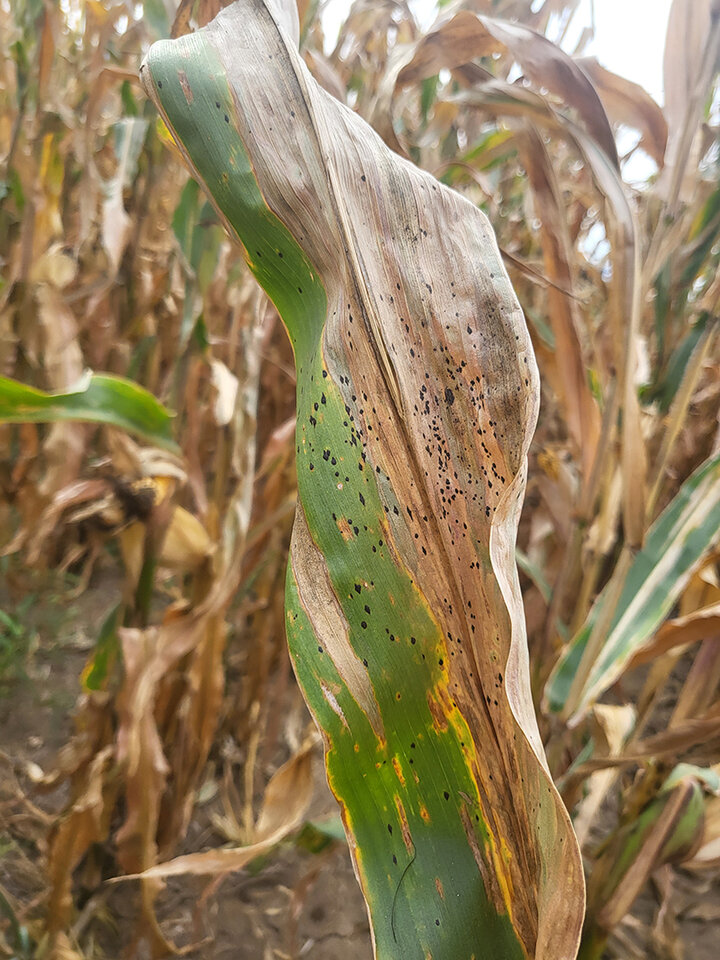 Corn leaf with numerous black spots