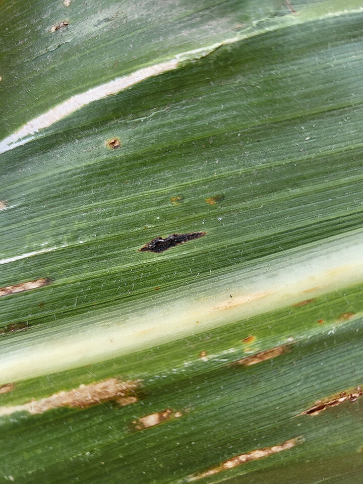 Closeup of raised black ovular spot on corn leaf