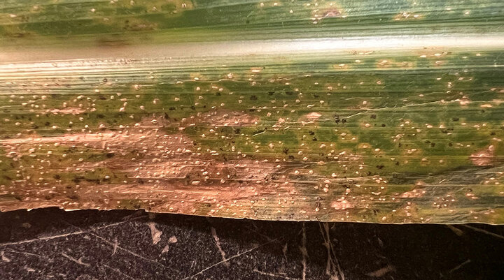 Closeup of raised black ovular spot on corn leaf