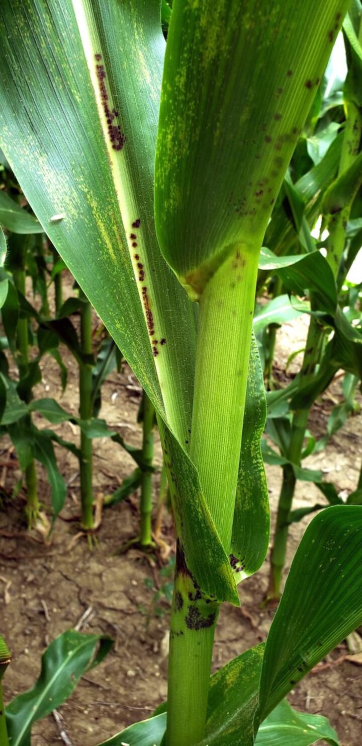 Corn leaf with numerous black spots