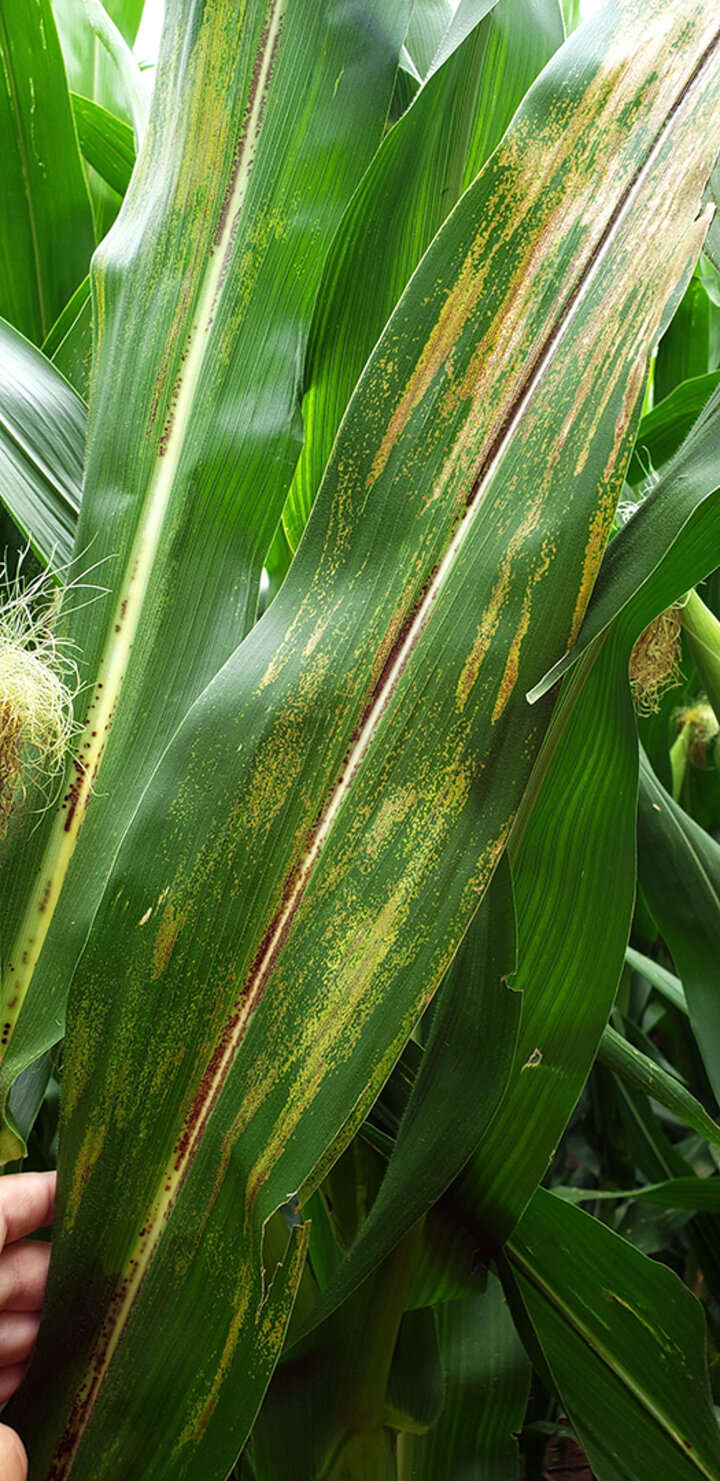Closeup of raised black ovular spot on corn leaf