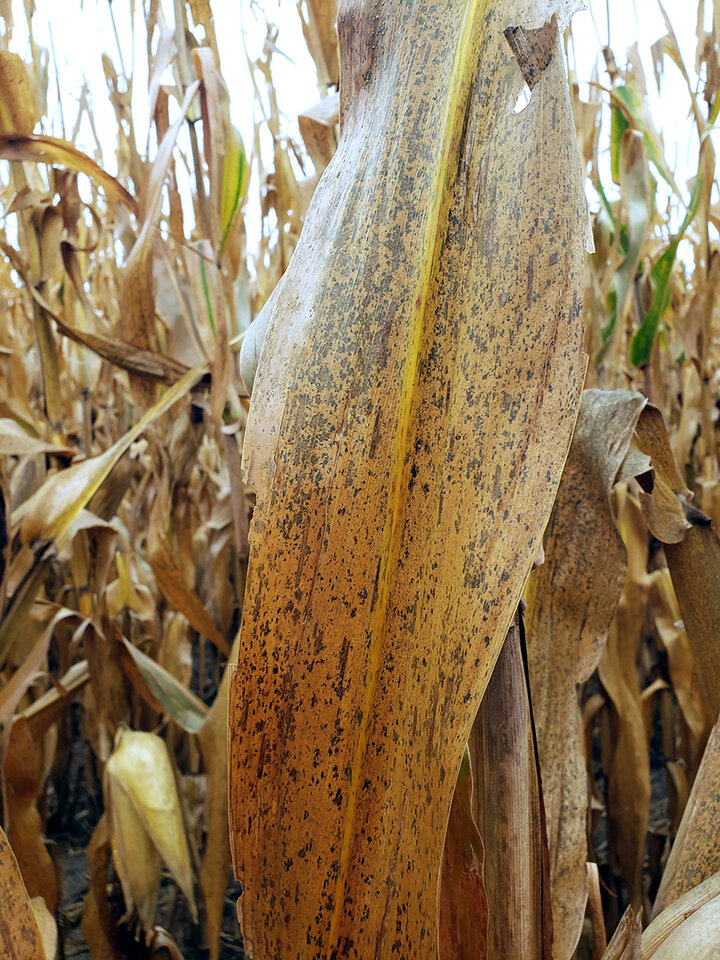 Corn leaf with numerous black spots