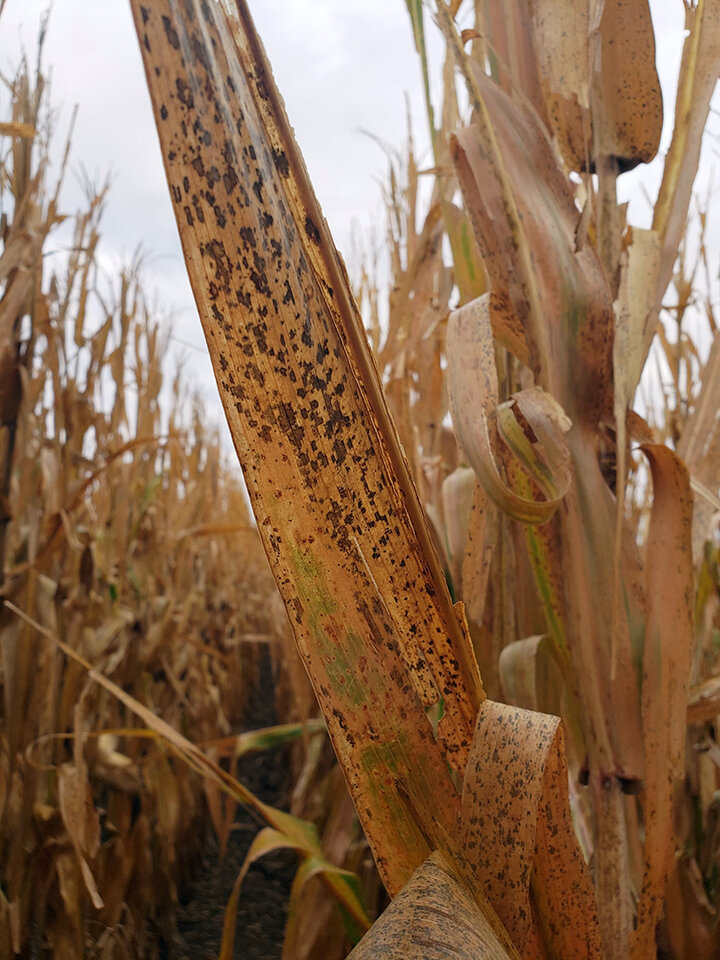 Closeup of raised black ovular spot on corn leaf