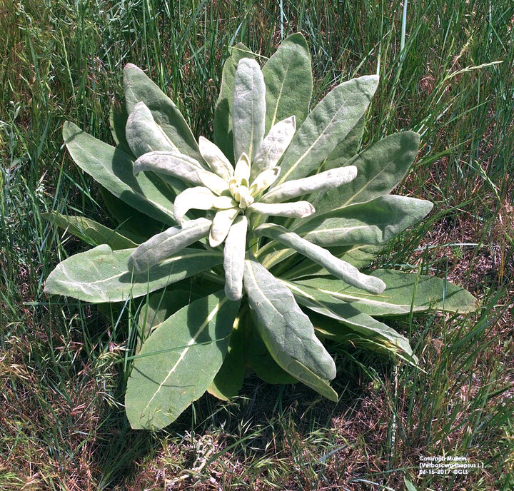 Plant rosette