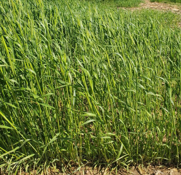 Elbon rye and AU-merit hairy vetch